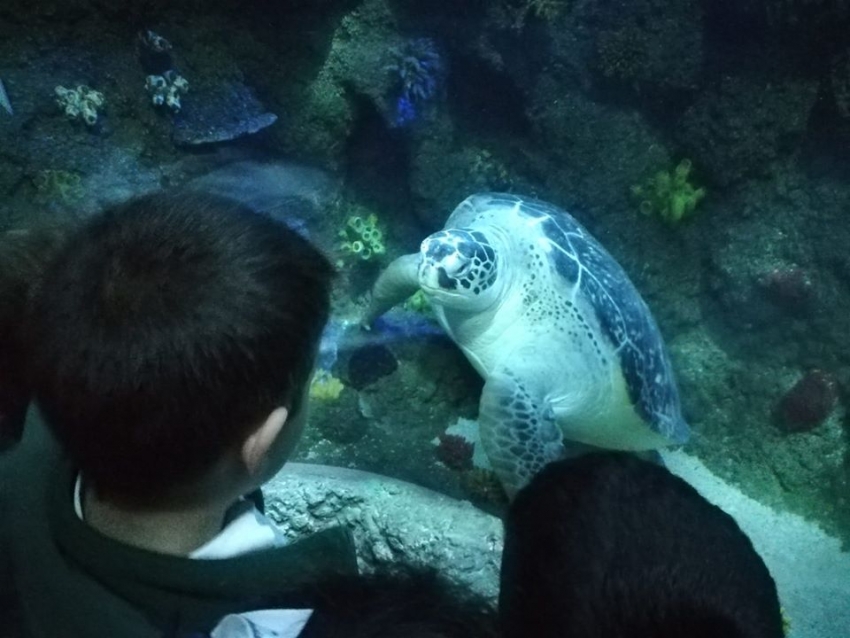 SEA LIFE E PAVILHÃO DA ÁGUA